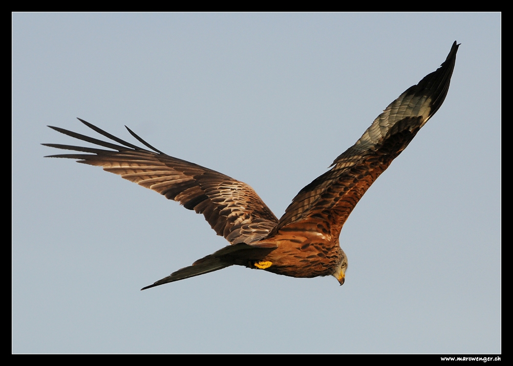 Red Kite over Hasenberg - Switzerland (...with Wings! :o))