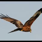 Red Kite over Hasenberg - Switzerland (...with Wings! :o))