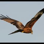 Red Kite over Hasenberg - Switzerland (...with Wings! :o))