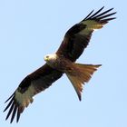 Red kite overhead