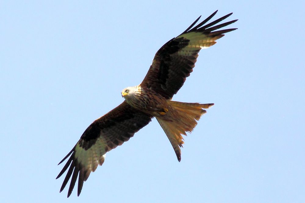 Red kite overhead