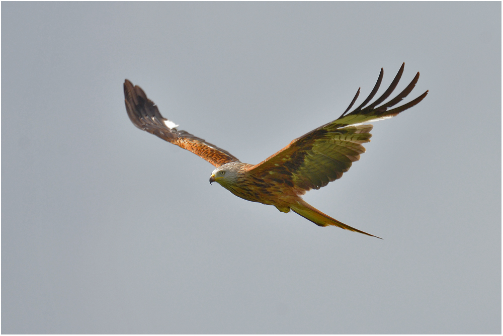 Red Kite - Rotmilan