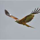 Red Kite - Rotmilan