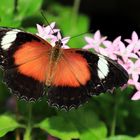 red lacewing