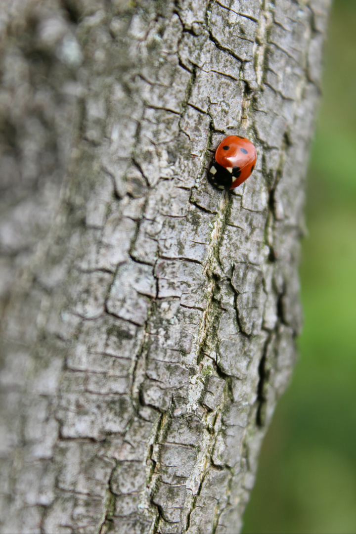 red ladybird