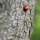 red ladybird