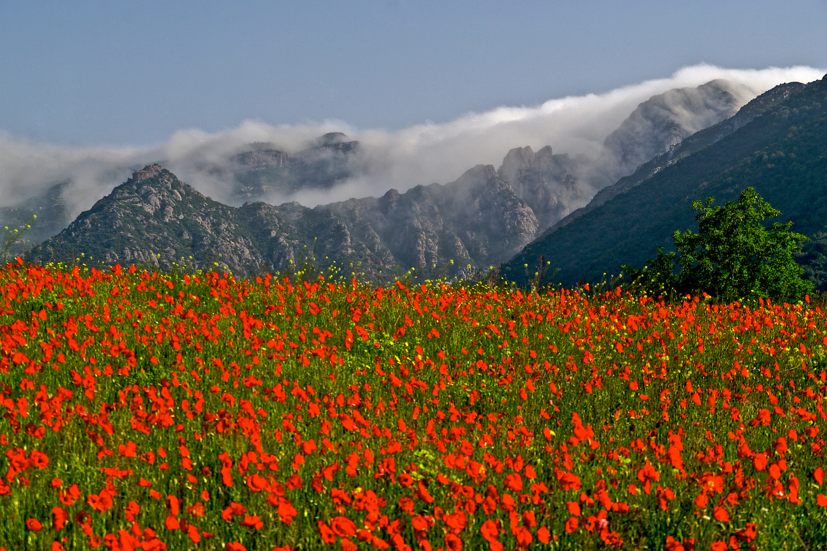 Red landscape