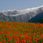 Red landscape