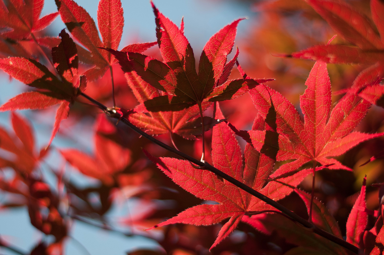 Red Leaf 1