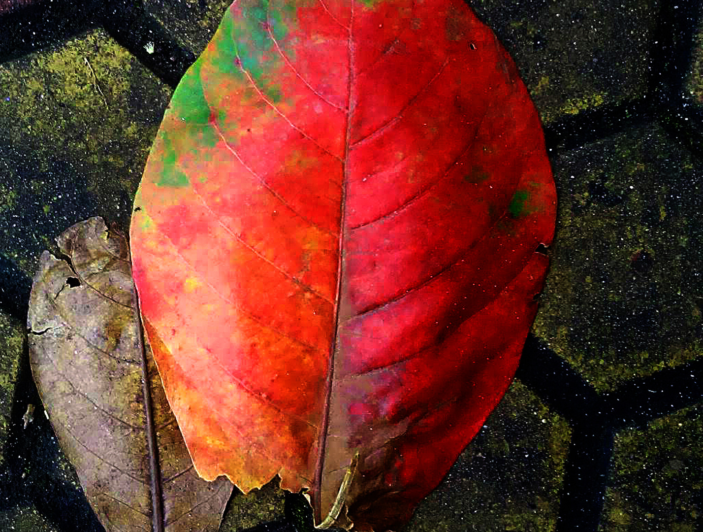 Red Leaf 2