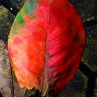 Red Leaf 2