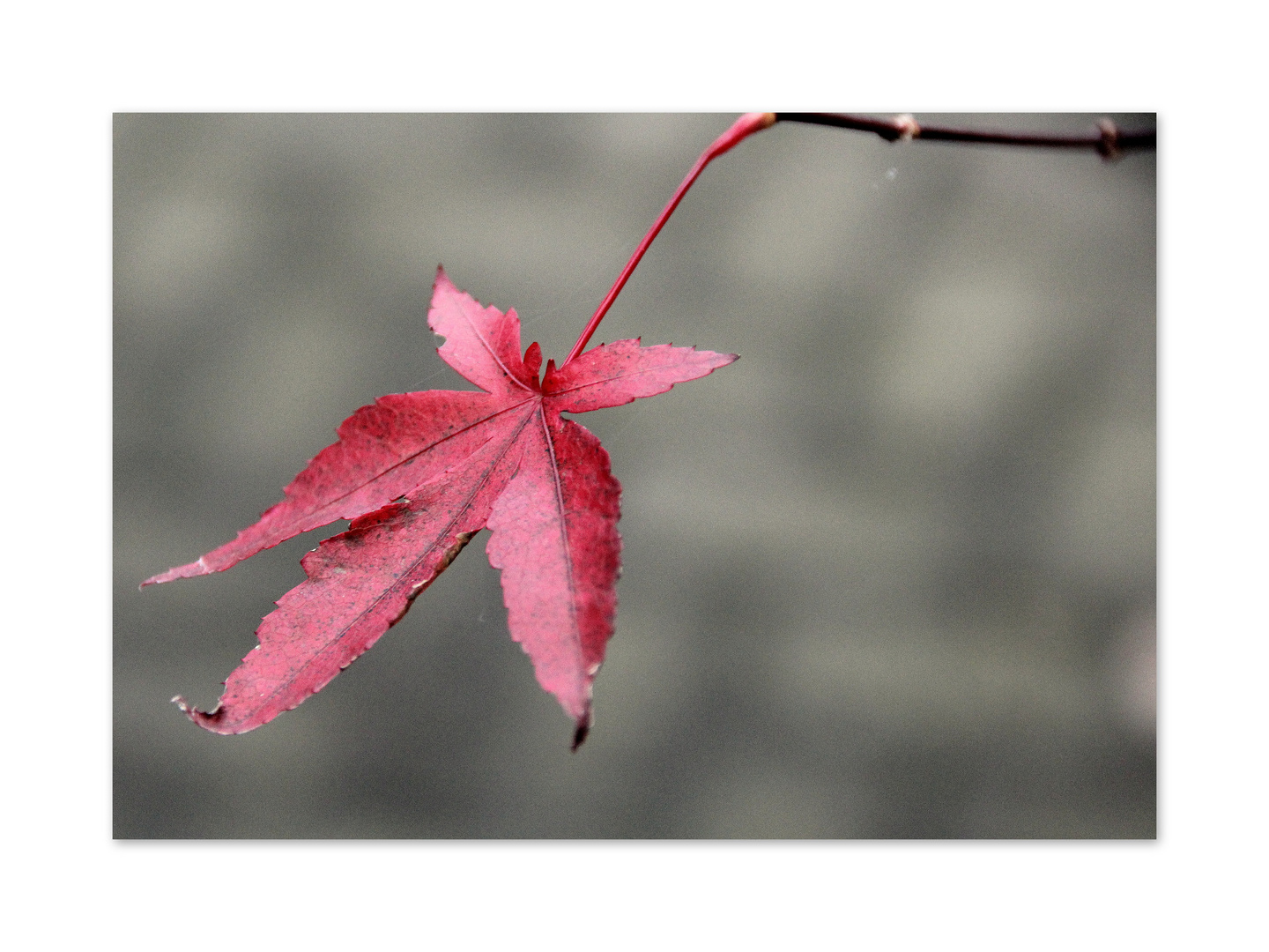 Red Leaf