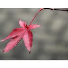 Red Leaf