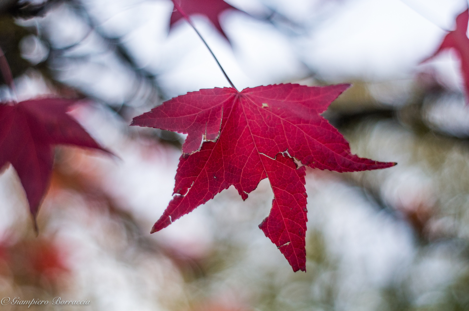 Red leaf