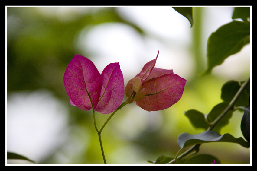 Red Leaf