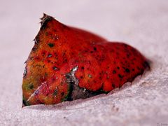 Red Leaf