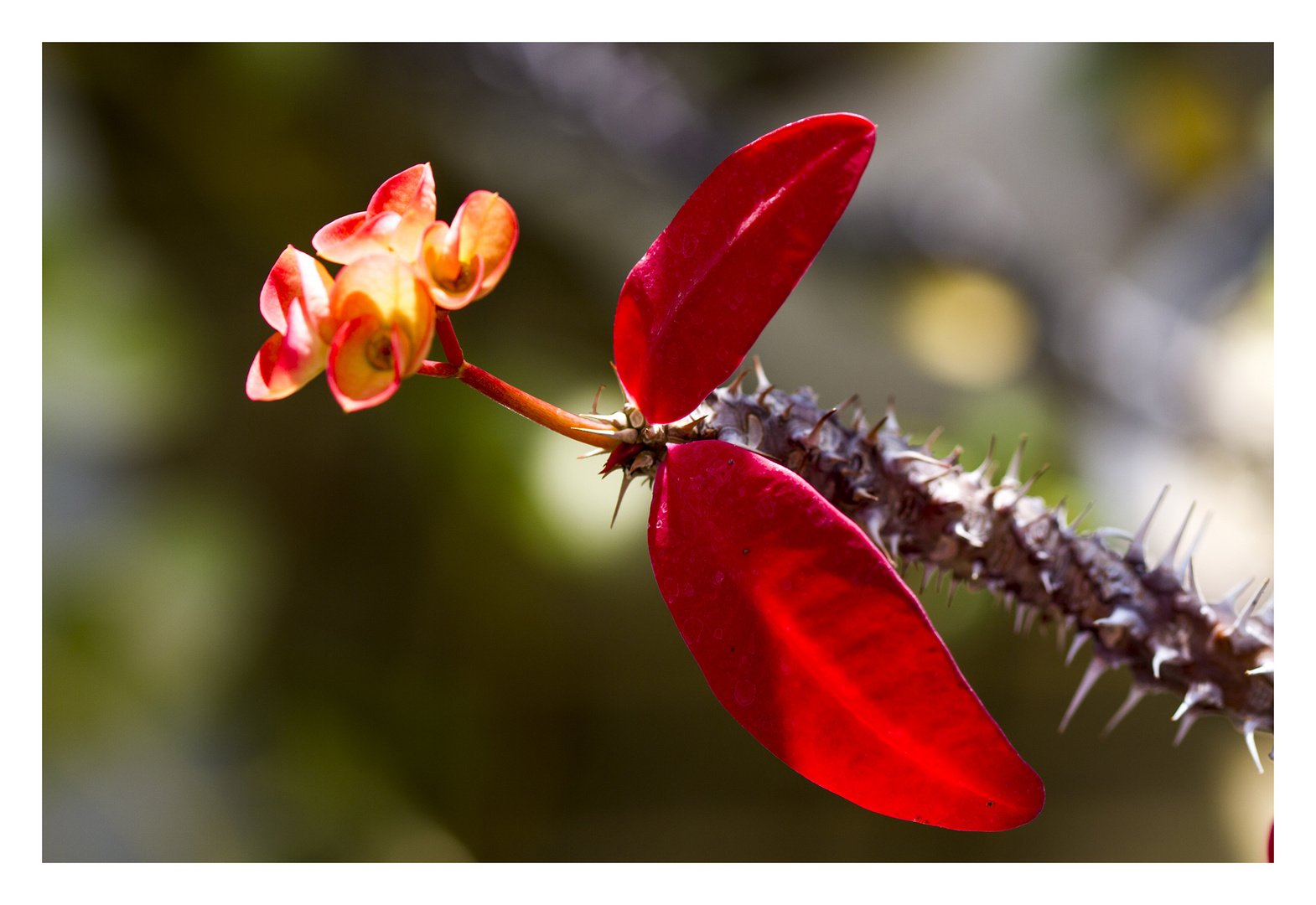 Red Leaf