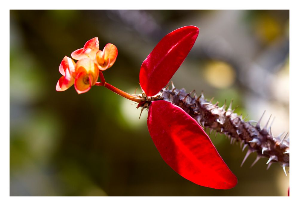 Red Leaf