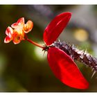 Red Leaf