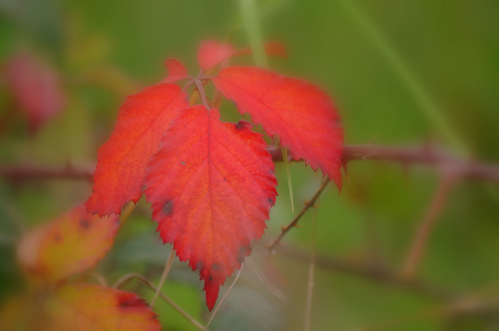 red leaf