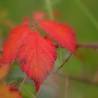 red leaf