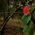 red leaf