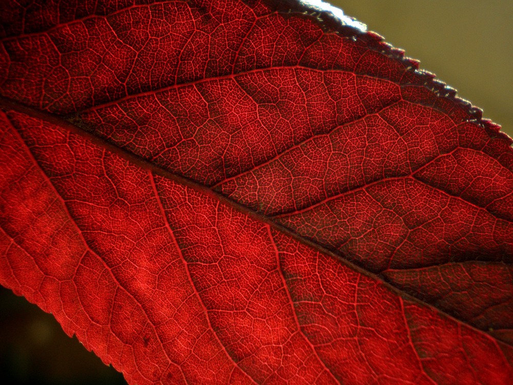 Red leaf