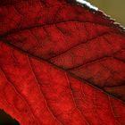 Red leaf