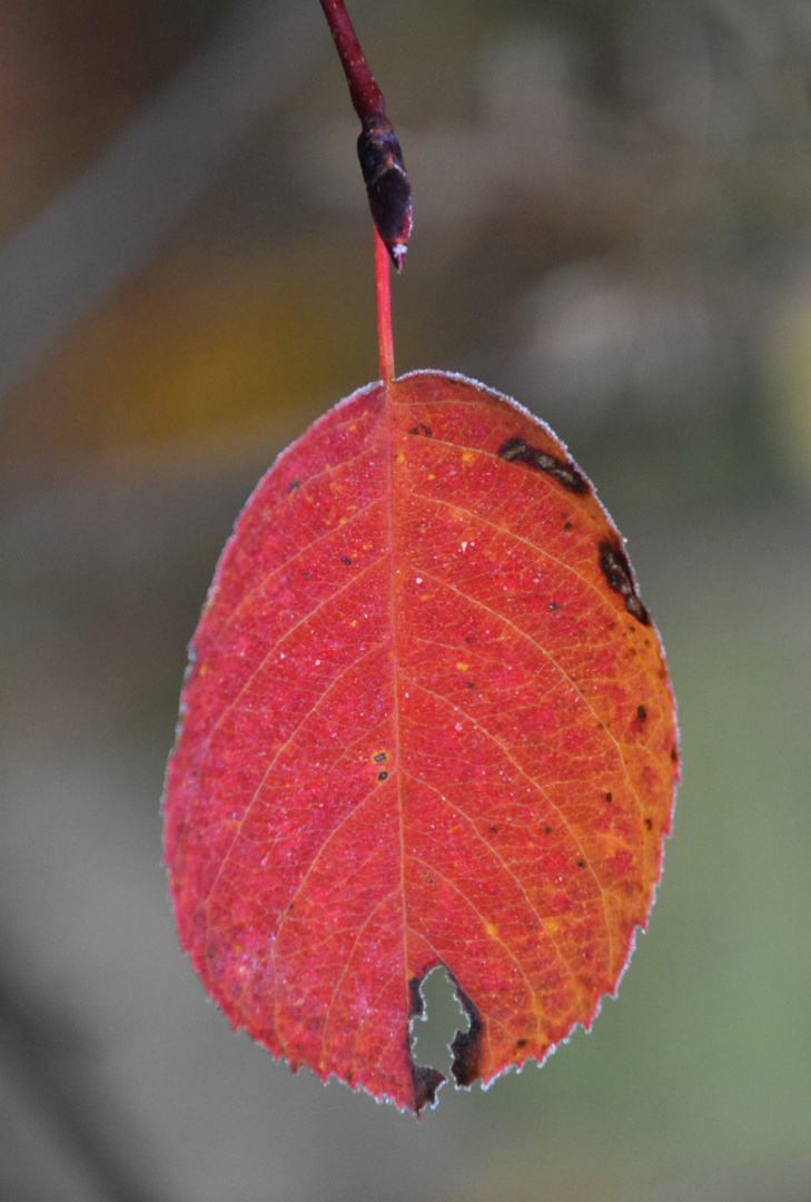 Red leaf