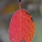 Red leaf