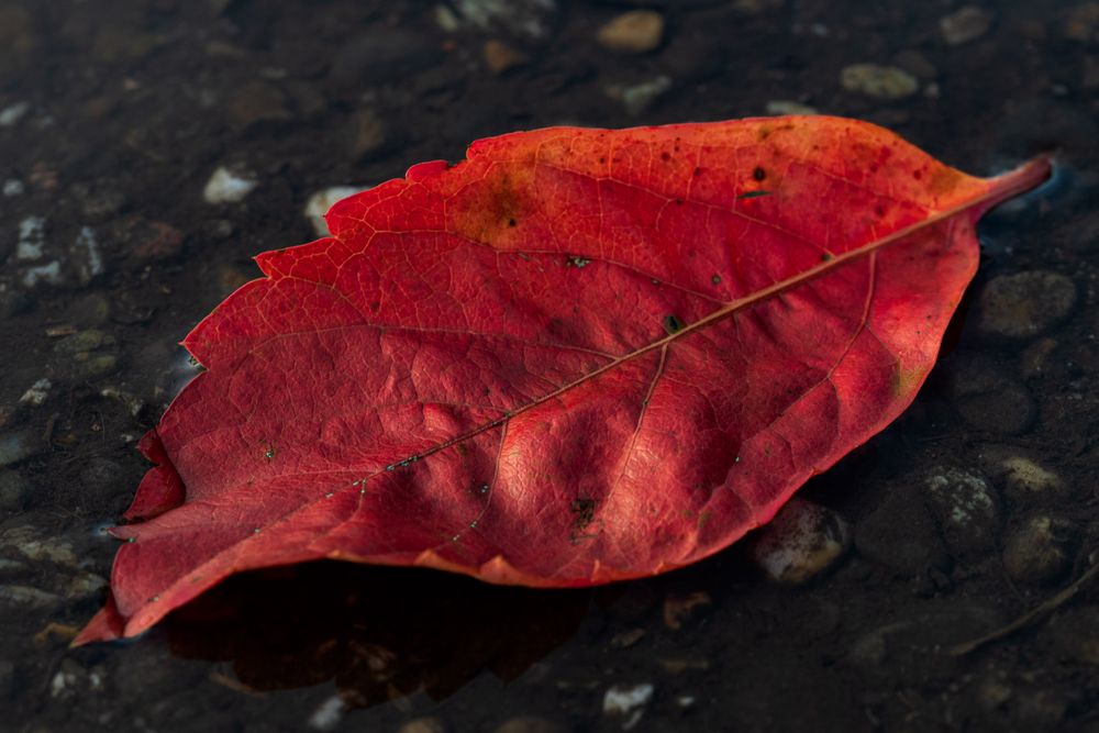 Red Leaf