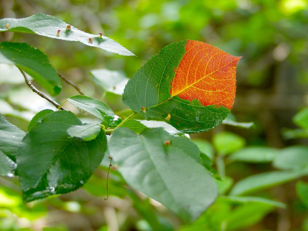 RED LEAF