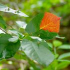 RED LEAF