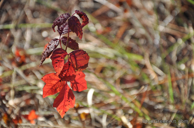Red Leaf on a Young Tree in Florida