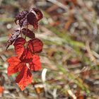 Red Leaf on a Young Tree in Florida