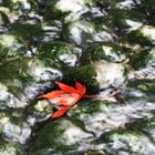 Red leaf on the water