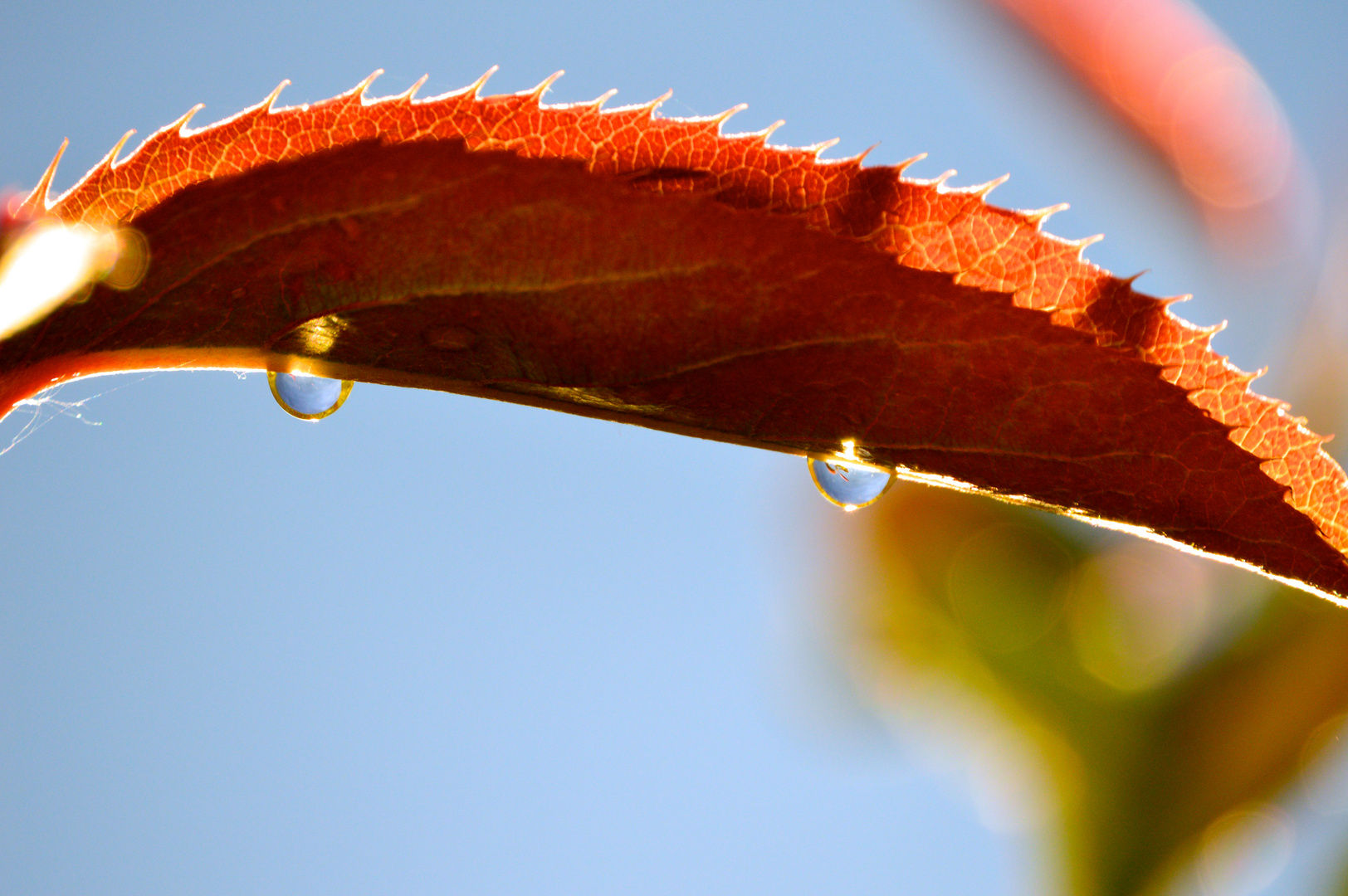 Red Leaf with Waterdrops