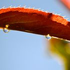 Red Leaf with Waterdrops