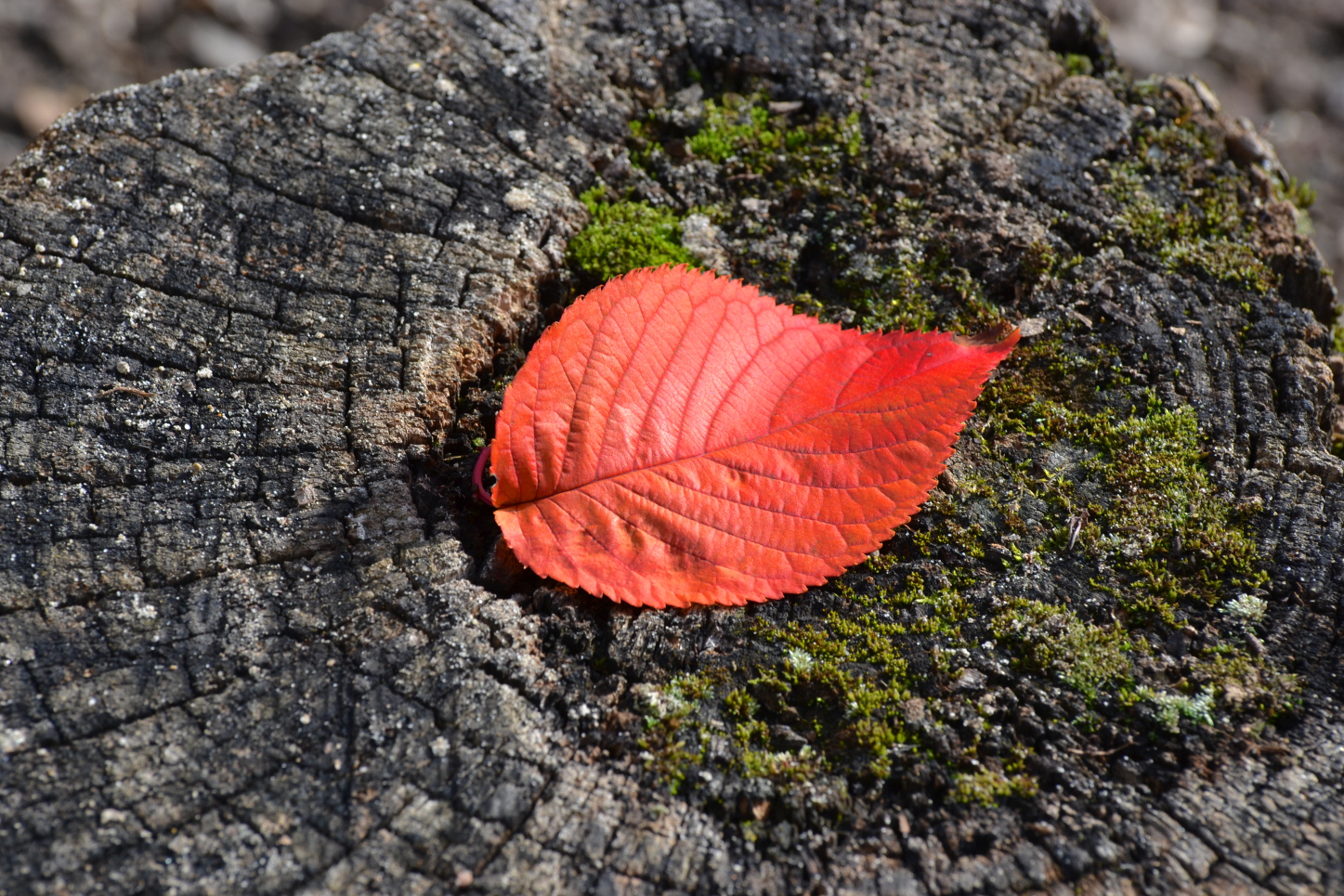 Red Leave