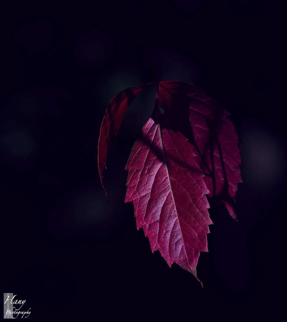Red Leave 