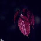 Red Leave 