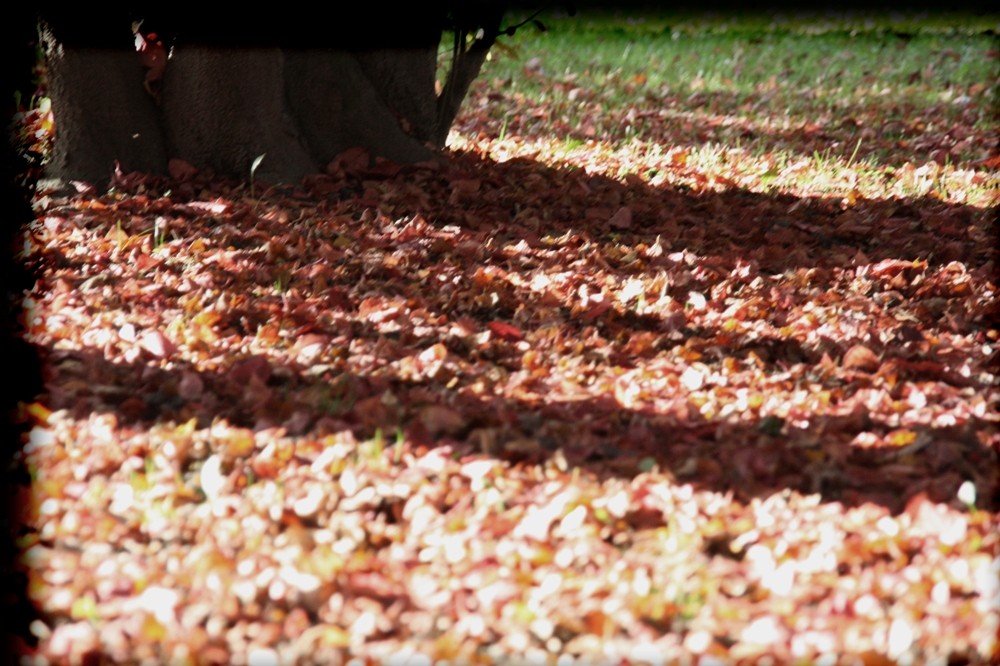 red leaves