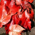 red leaves