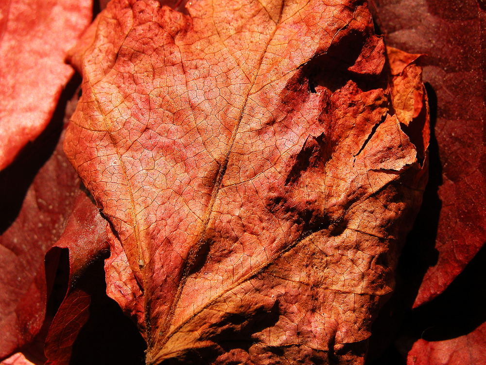 red leaves #1