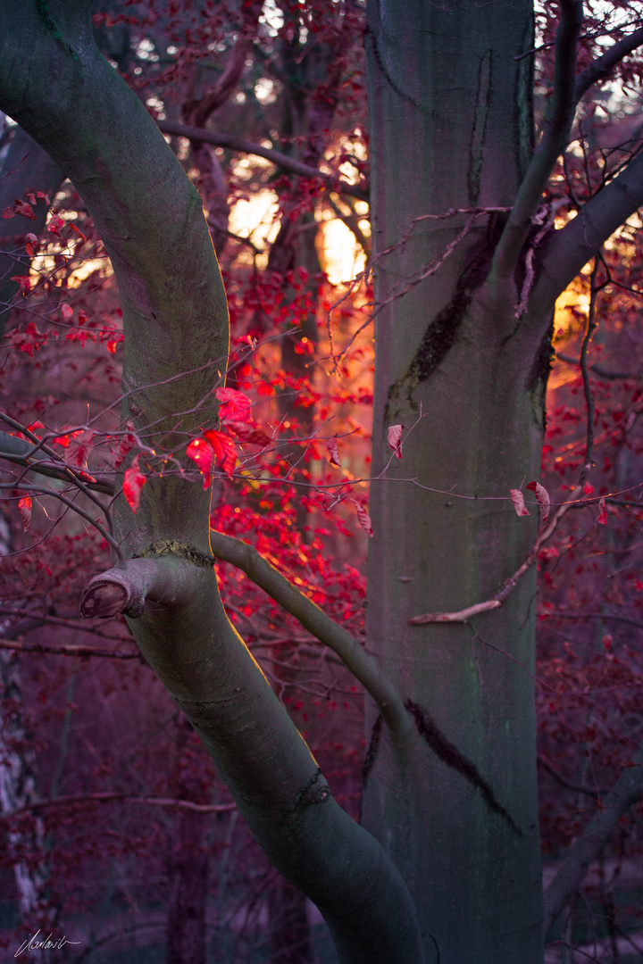 Red Leaves