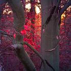 Red Leaves