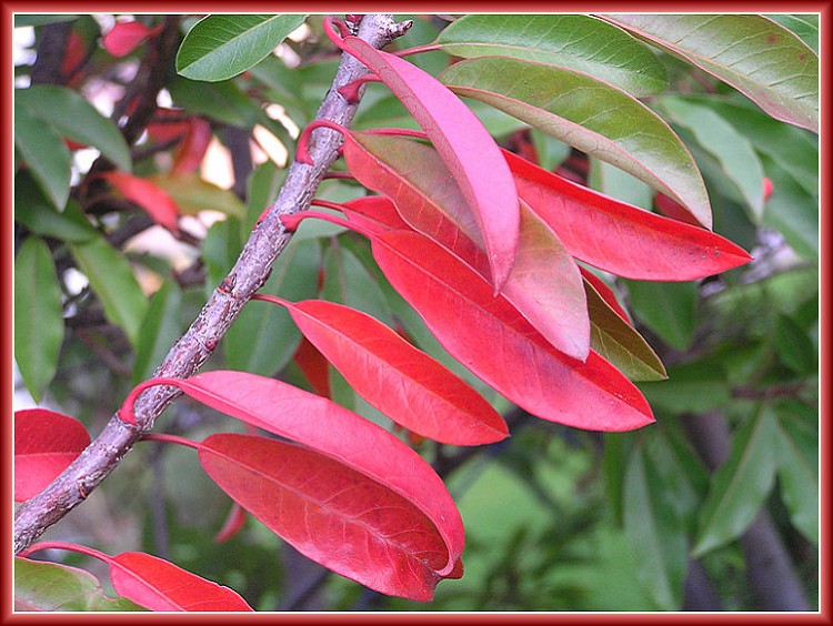 red leaves