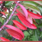 red leaves