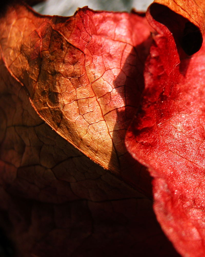 red leaves # 2