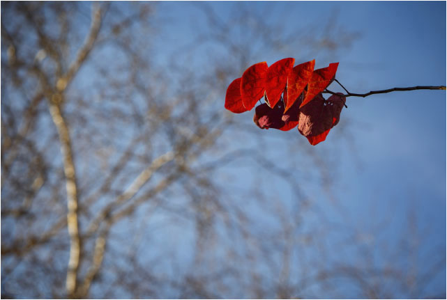 Red Leaves 